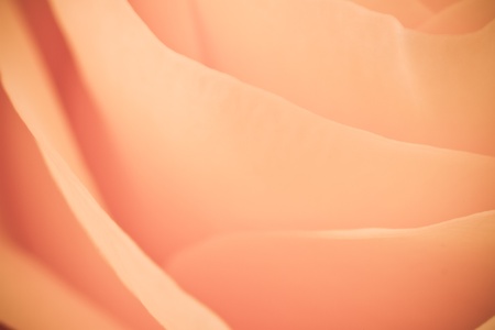 close up of orange rose petalsの写真素材