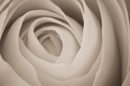 close up of white rose petalsの写真素材
