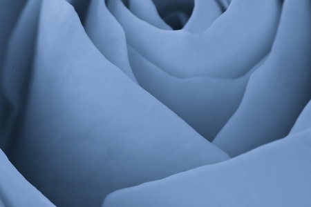 close up of blue rose petalsの写真素材