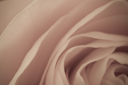 close up of rose petalsの写真素材