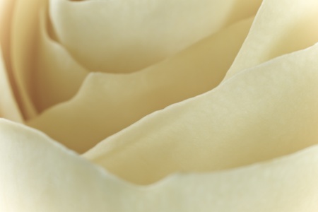 close up of white rose petalsの写真素材