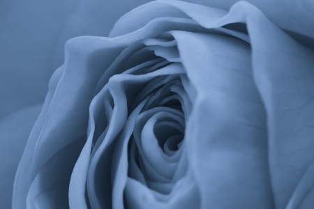 close up of blue rose petalsの写真素材