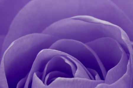 close up of violet rose petalsの写真素材