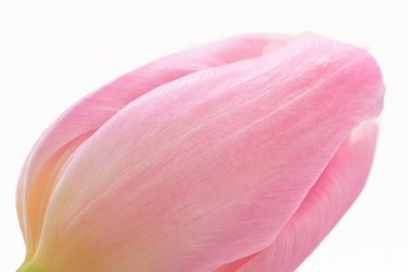 close up of pink tulips on white backgroundの写真素材