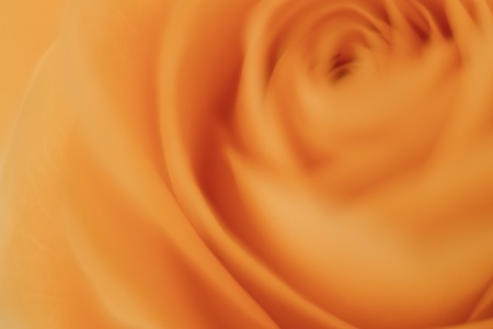 close up of orange rose petalsの写真素材