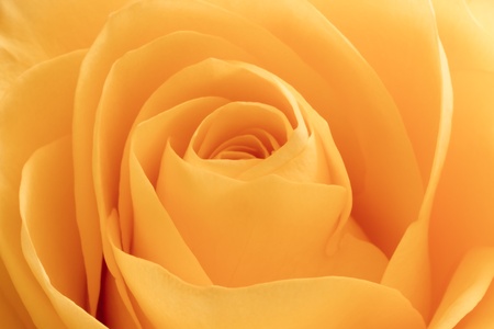 close up of orange rose petalsの写真素材