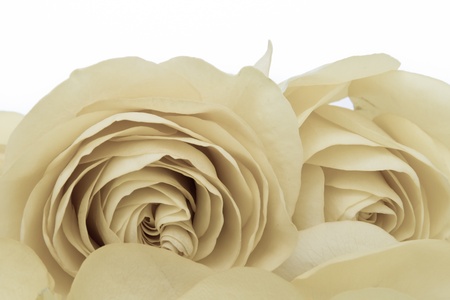 close up of white rose petalsの写真素材