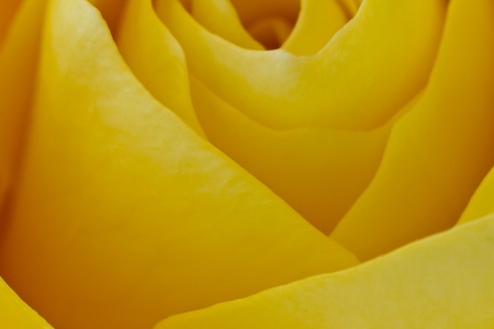 close up of yellow rose petalsの写真素材