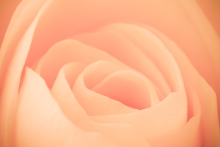 close up of orange rose petalsの写真素材