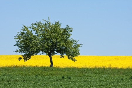 rape field in the springtimeの写真素材