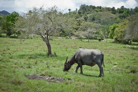 water buffalo in Rinca Island, Indonesiaの写真素材