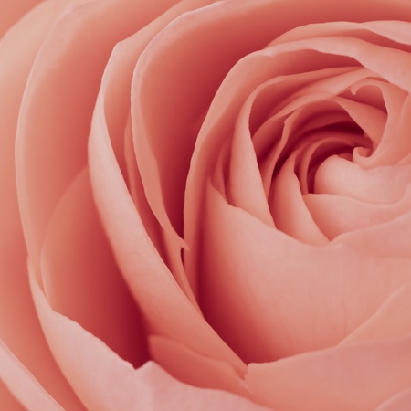 close up of pink rose petalsの写真素材