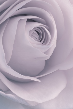 close up of rose petalsの写真素材