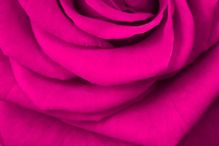 close up of pink roseの写真素材