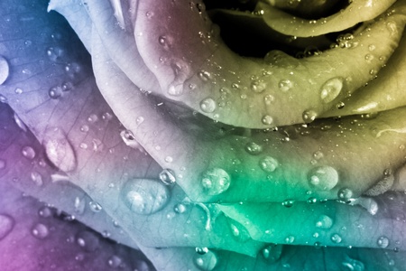 close up of beautiful multicolored roseの写真素材