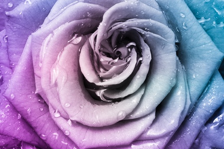 close up of beautiful multicolored roseの写真素材