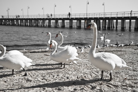 swans at the pierの写真素材