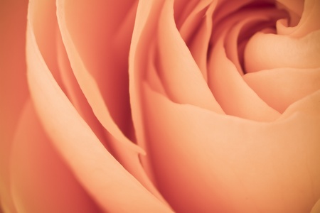 close up of orange rose petalsの写真素材