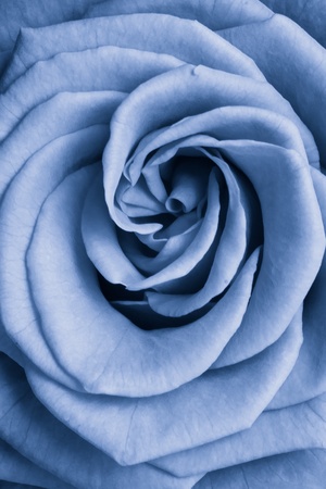 blue rose petals close upの写真素材
