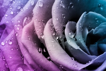 close up of beautiful multicolored roseの写真素材