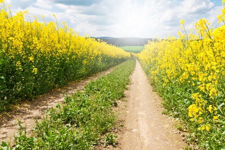 summer rural landscape with beautiful cloudscape
