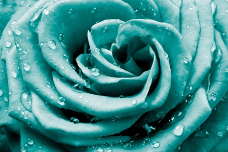close up of rose petalsの写真素材
