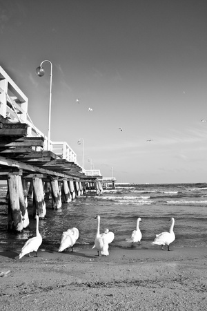 swans at wooden pier, Sopot, Polandの写真素材