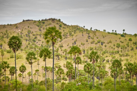 landscape of Komodo Island, Indonesiaの写真素材