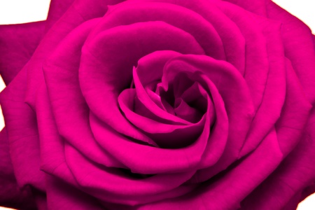 close up of pink roseの写真素材