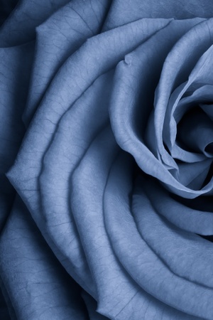 blue rose petals close upの写真素材