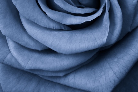 blue rose petals close upの写真素材