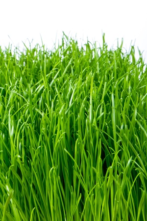 spring grass isolated on whiteの写真素材