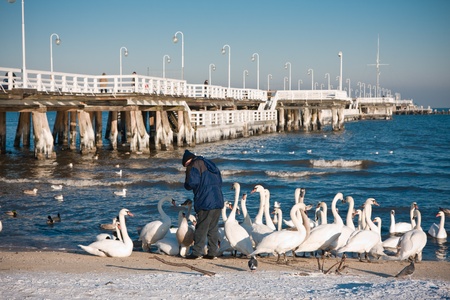swans at wooden pier, Sopot, Polandの写真素材