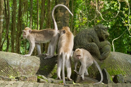 Monkey (Macaca fascicularis) at  Dalem Agung Padangtegal temple in Sacred Monkey Forest, Ubud,  Bali...