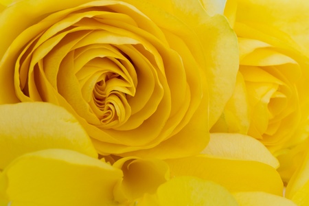 close up of yellow rose petalsの写真素材