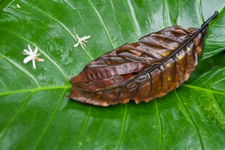 yam plant in tropical rain forestの写真素材