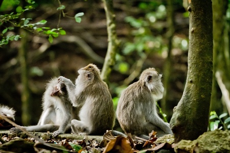 Monkey (Macaca fascicularis) at  Dalem Agung Padangtegal temple in Sacred Monkey Forest, Ubud,  Bali...