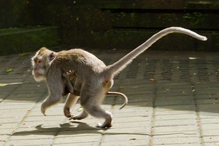 Monkey (Macaca fascicularis) at  Dalem Agung Padangtegal temple in Sacred Monkey Forest, Ubud,  Bali Indonesiaの写真素材