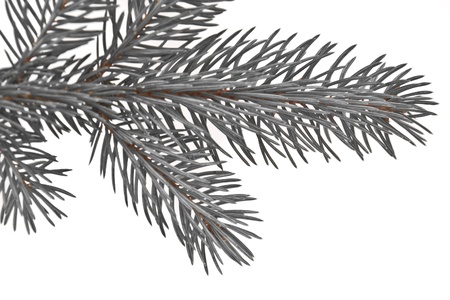 branch of Christmas tree on white background