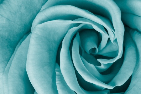 close up of rose petalsの写真素材