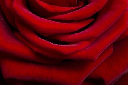close up of red roseの写真素材