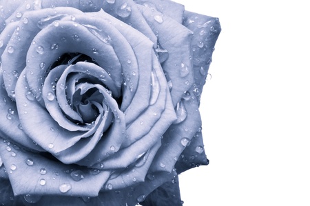 blue rose petals close upの写真素材