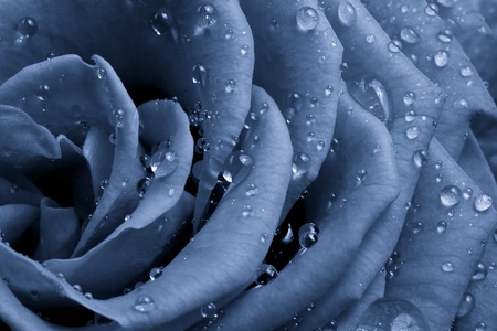 blue rose petals close upの写真素材