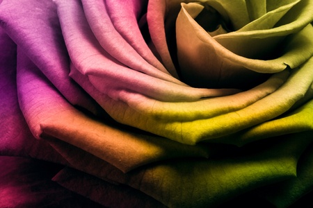 close up of beautiful multicolored roseの写真素材