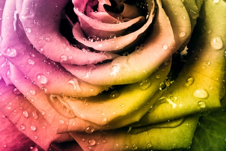 close up of beautiful multicolored roseの写真素材