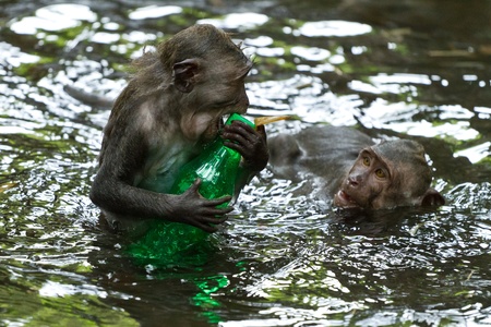 Monkey (Macaca fascicularis) at  Dalem Agung Padangtegal temple in Sacred Monkey Forest, Ubud,  Bali Indonesiaの写真素材