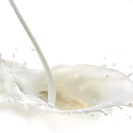 pouring milk splash isolated on white backgroundの写真素材