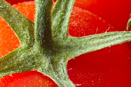 macro of tomato covered with water dropsの写真素材