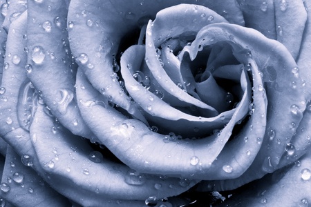 blue rose petals close upの写真素材