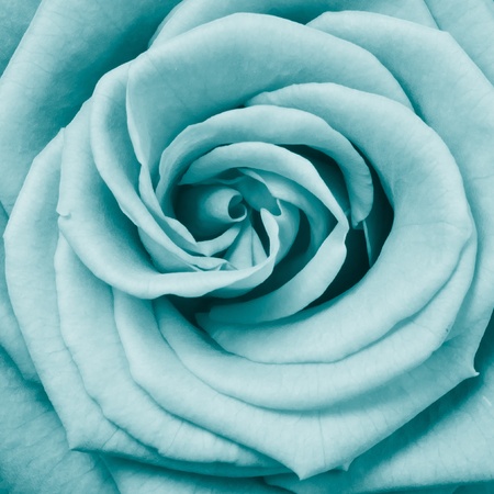 close up of rose petalsの写真素材